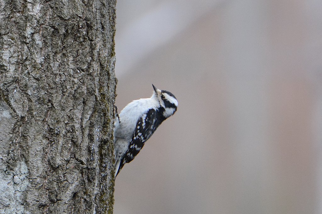 Woodpecker, Downy, 2016-04306872 Broad Meadow Brook, MA.JPG - Downy Woodpecker. Green Heron Pond. Broad Meadow Brook Wildlife Sanctuary, MA, 4-30-2016